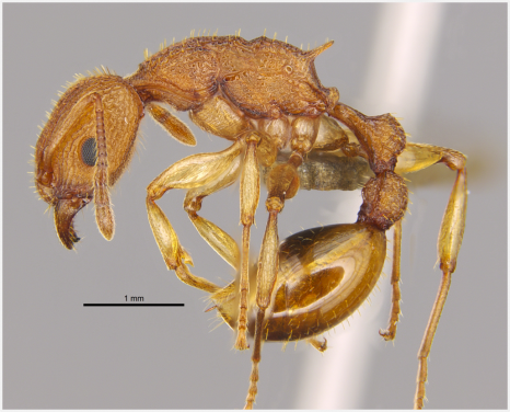 圖三. 管納德博士團隊於2016年首次在本港描述的金樹蟻（Paratopula bauhinia）。（圖片鳴謝：管納德及羅羽瑩）